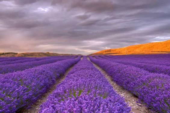 NZ Alpine Lavender